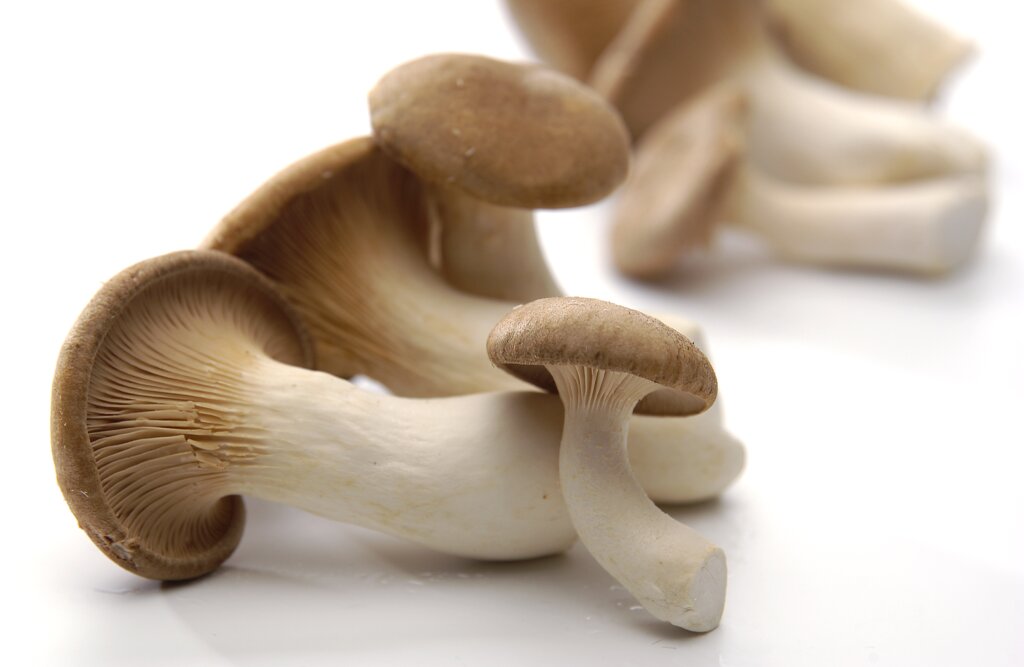Mehrere frische braune Kräuterseitlinge liegen auf einer weißen, glänzenden Oberfläche.