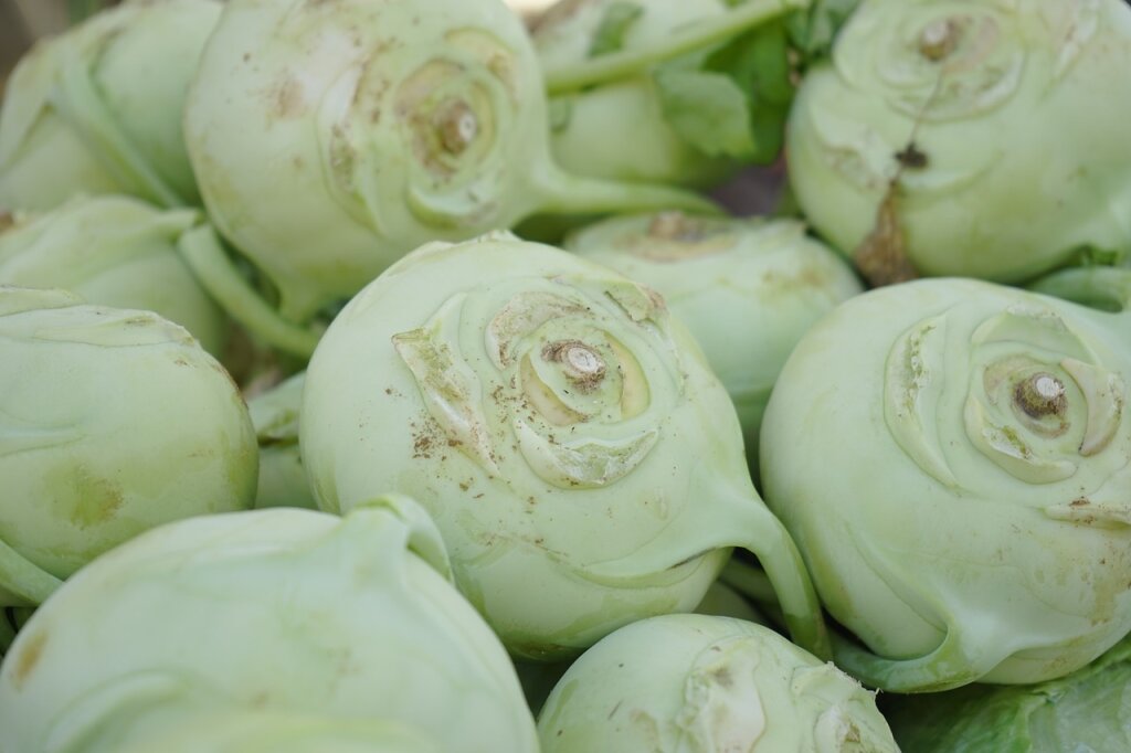 Mehrere frisch geerntete, grünlich-weiße Knollen Kohlrabi mit leichten Erdresten.