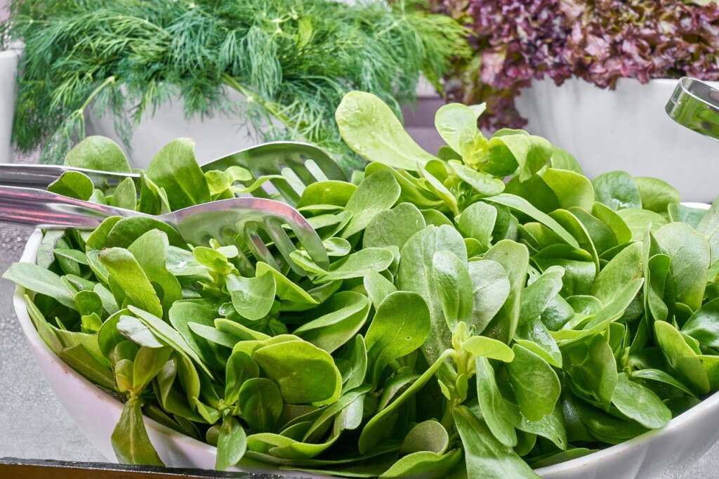 Eine Schale mit frischem grünem Feldsalat, daneben Salatbesteck aus Metall, im Hintergrund weitere Kräuter und Blattsalate.